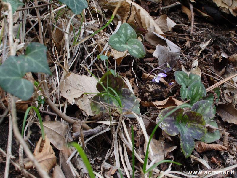 Geranium robertianum, Hepatica nobilis e Iberis sp.